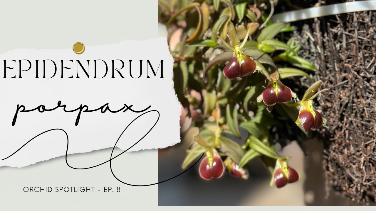 Orchid Spotlight&mdash;Epidendrum porpax