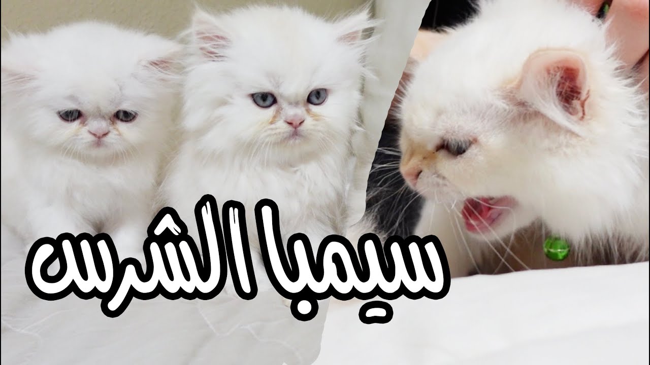 لقاء سيمبا الخبيث والثلاث قطط غيرة وحقد وعياط