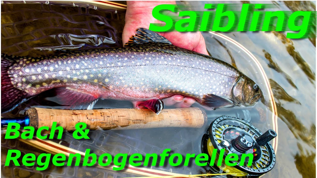 Fliegenfischen auf Forelle - mit der Trockenfliege an der Deutschen Traun