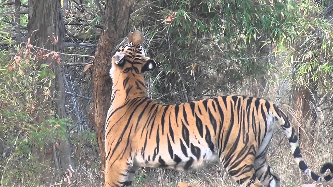 Beautiful Bandhavgarh Female Tiger Spray Marking Territory