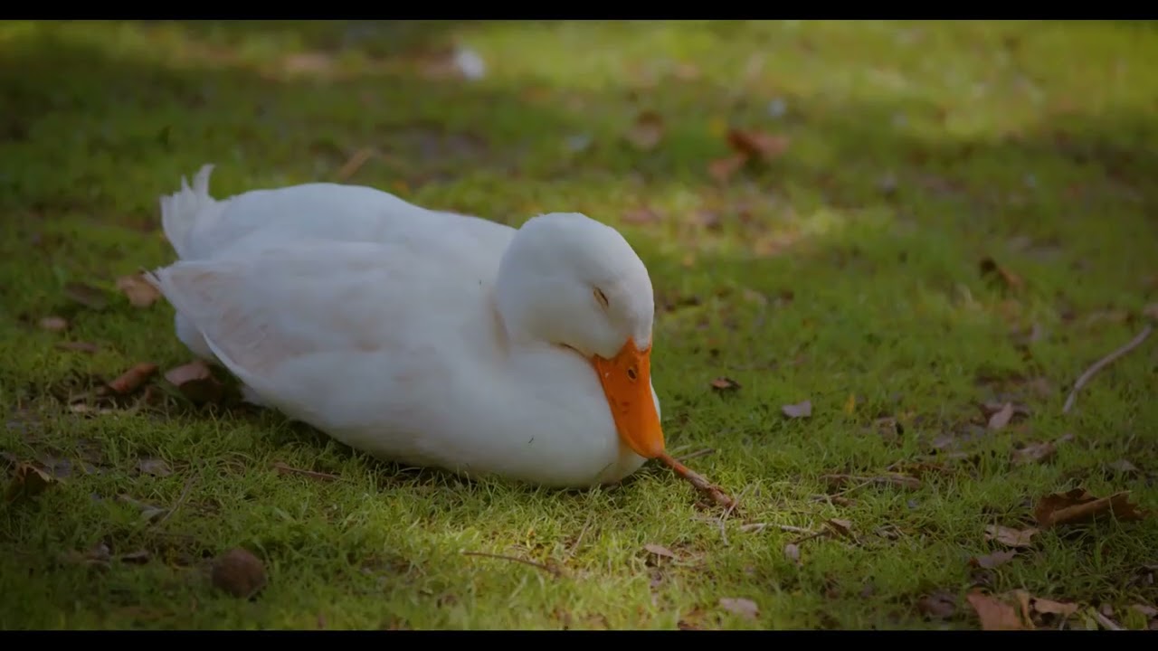 MLPD - Flock - Duck Pellets