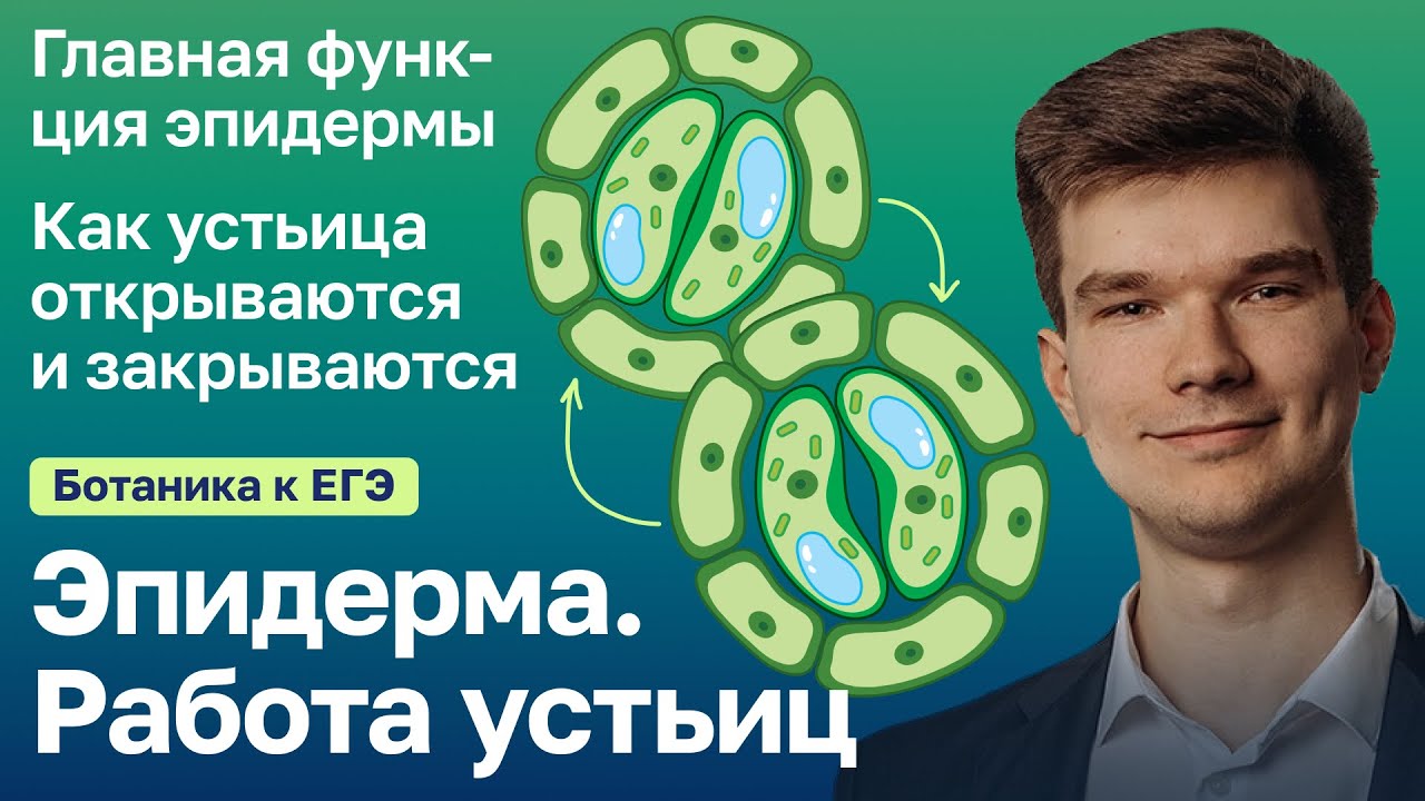7.5. Эпидерма. Работа устьиц | Ботаника к ЕГЭ | Георгий Мишуровский