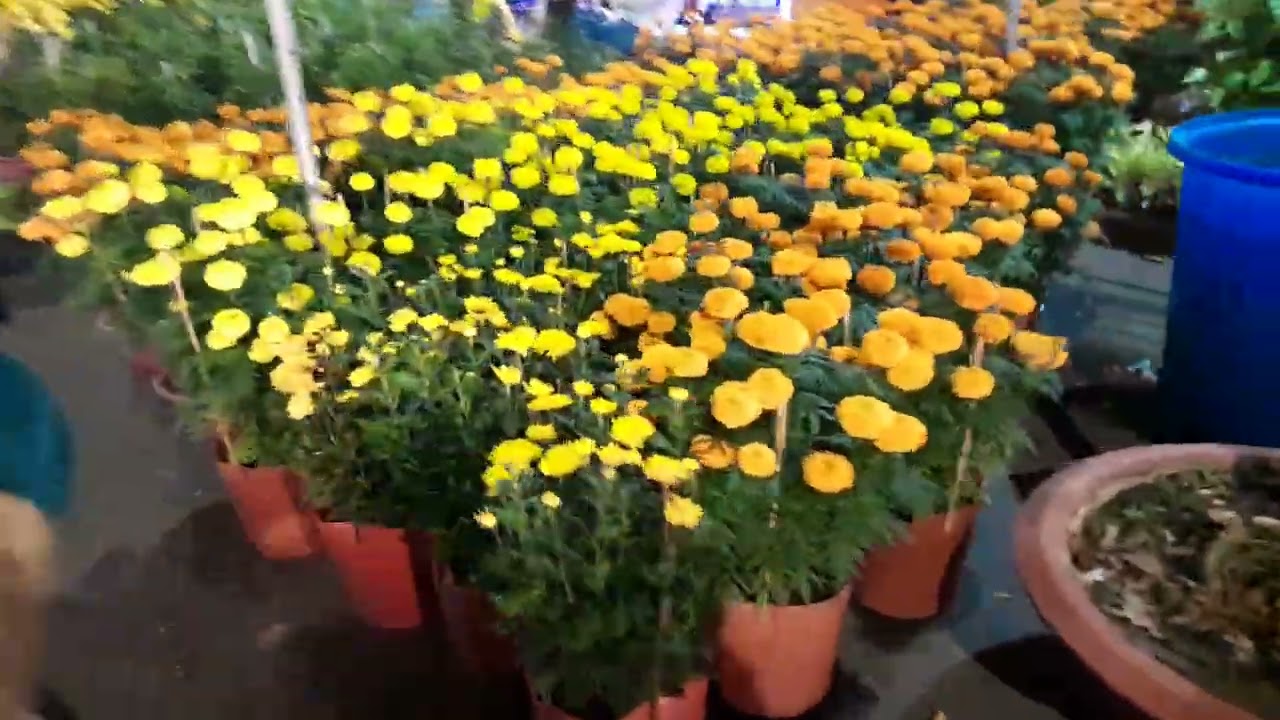 💥 CHỢ HOA 27 TẾT!!! #flowers #tet #travel 