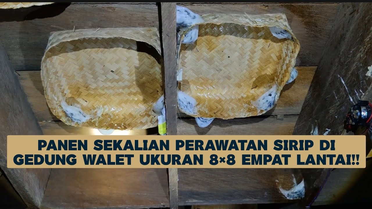 Sharing Saat Panen sekaligus Perawatan di Gedung Walet ukuran 8×8 empat lantai!!