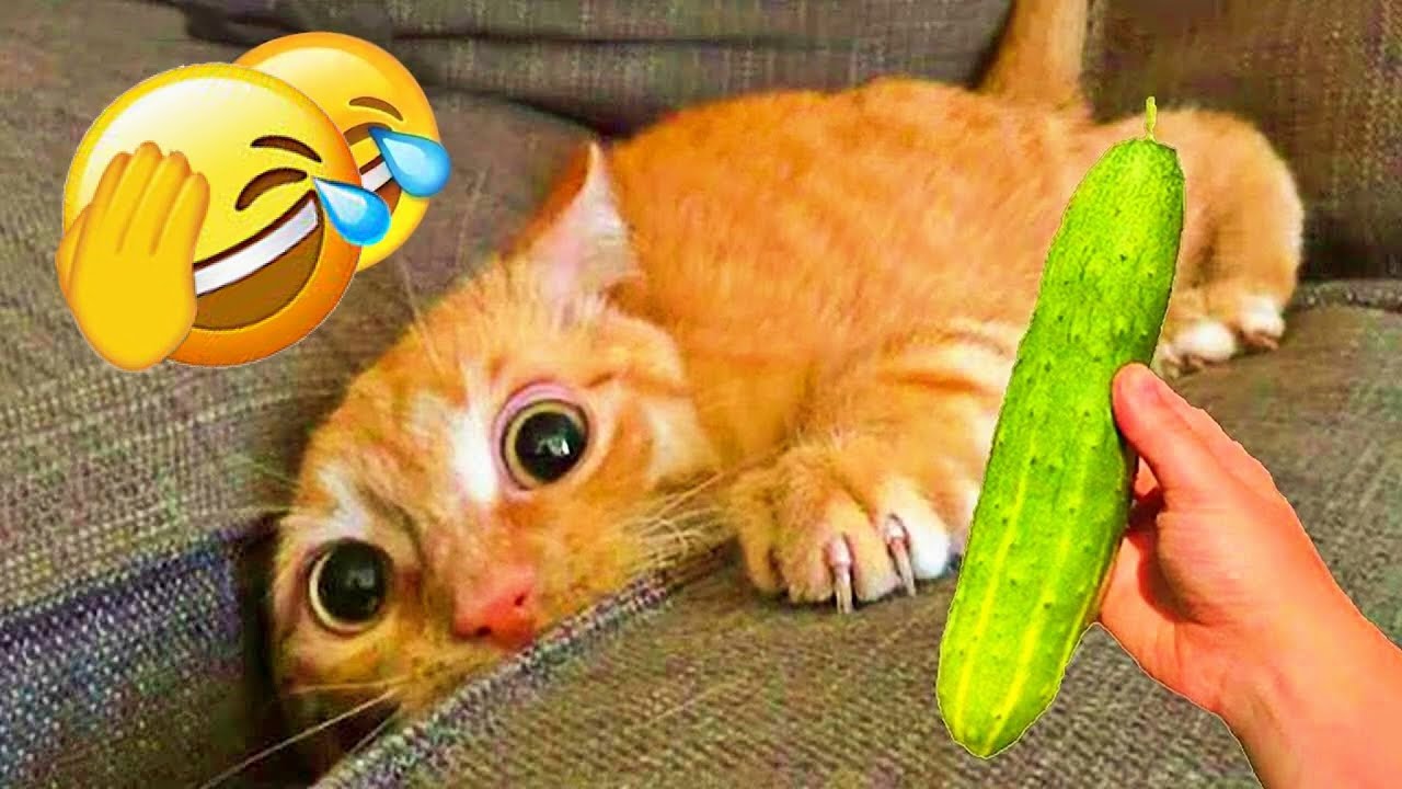 Best Funny Animal Videos 2025 🐶 Funniest Dogs & Cats Moments 🥰🐱