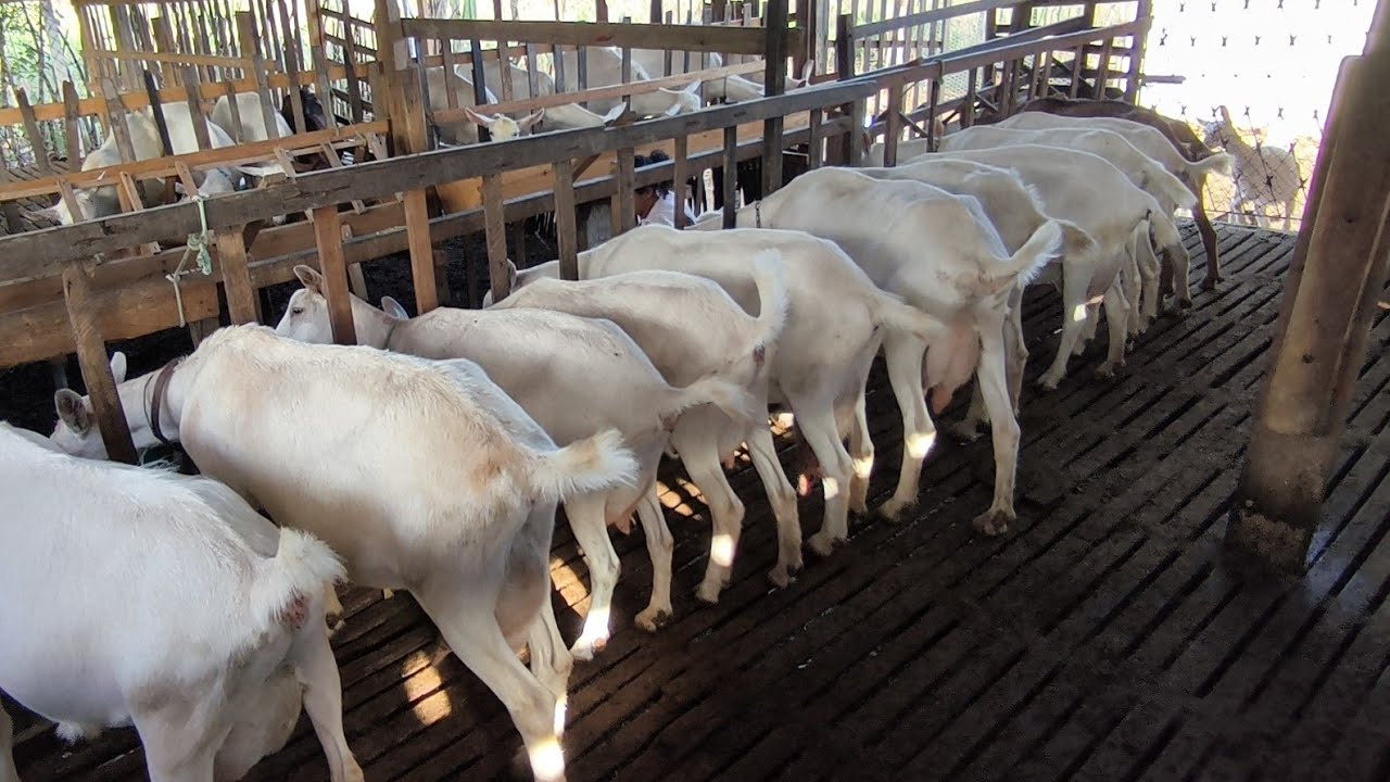LINDA CRIAÇÃO DE CABRAS LEITEIRA NO AGRESTE  PARAÍBA CAPRIL SANTA LUZIA QUEIMADAS PB 