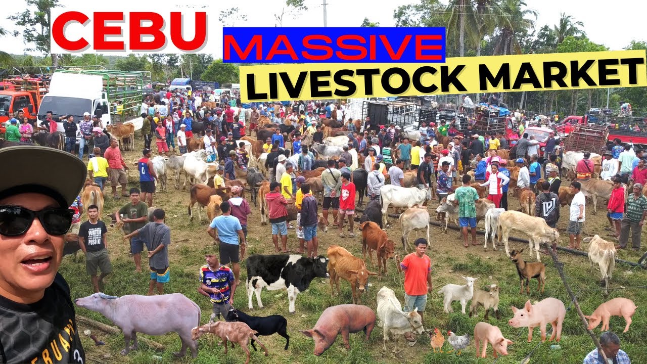 Inside Visayas' Biggest Livestock Auction Market (Beyond Words)