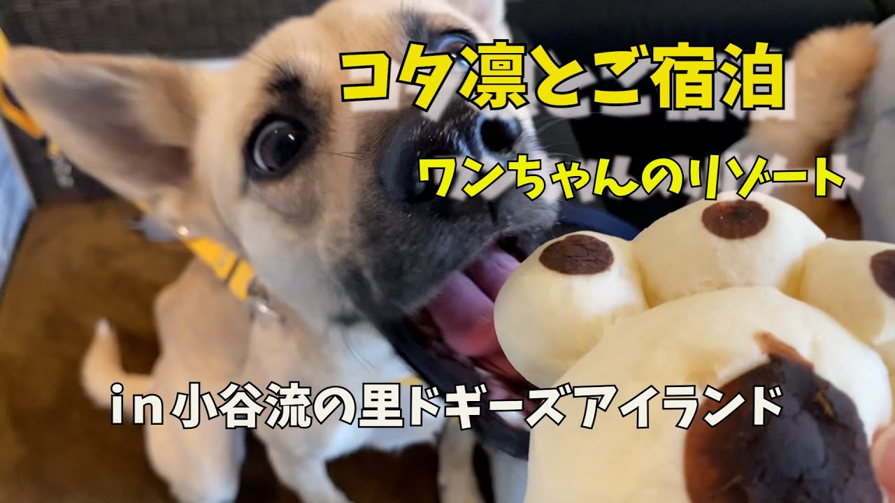 【千葉・小谷流の里ドギーズアイランド①】ワンちゃんのリゾートに宿泊して来ました！