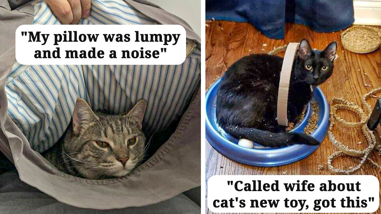 Cats' Hilarious Moments That Owners Couldn't Resist Sharing Online