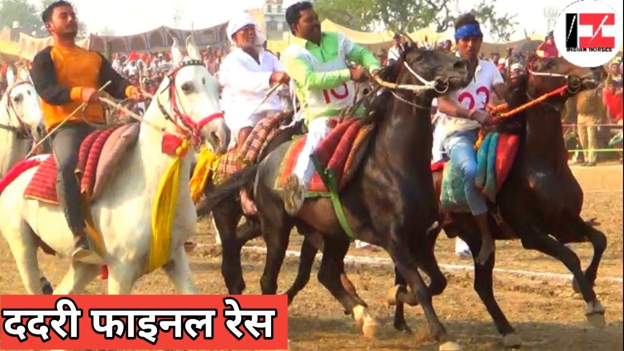 FINAL HORSE RACE DADARI BALLIA ,SURENDRA CHAUDHARY MISLEAD WITH THIS HORSE RACE
