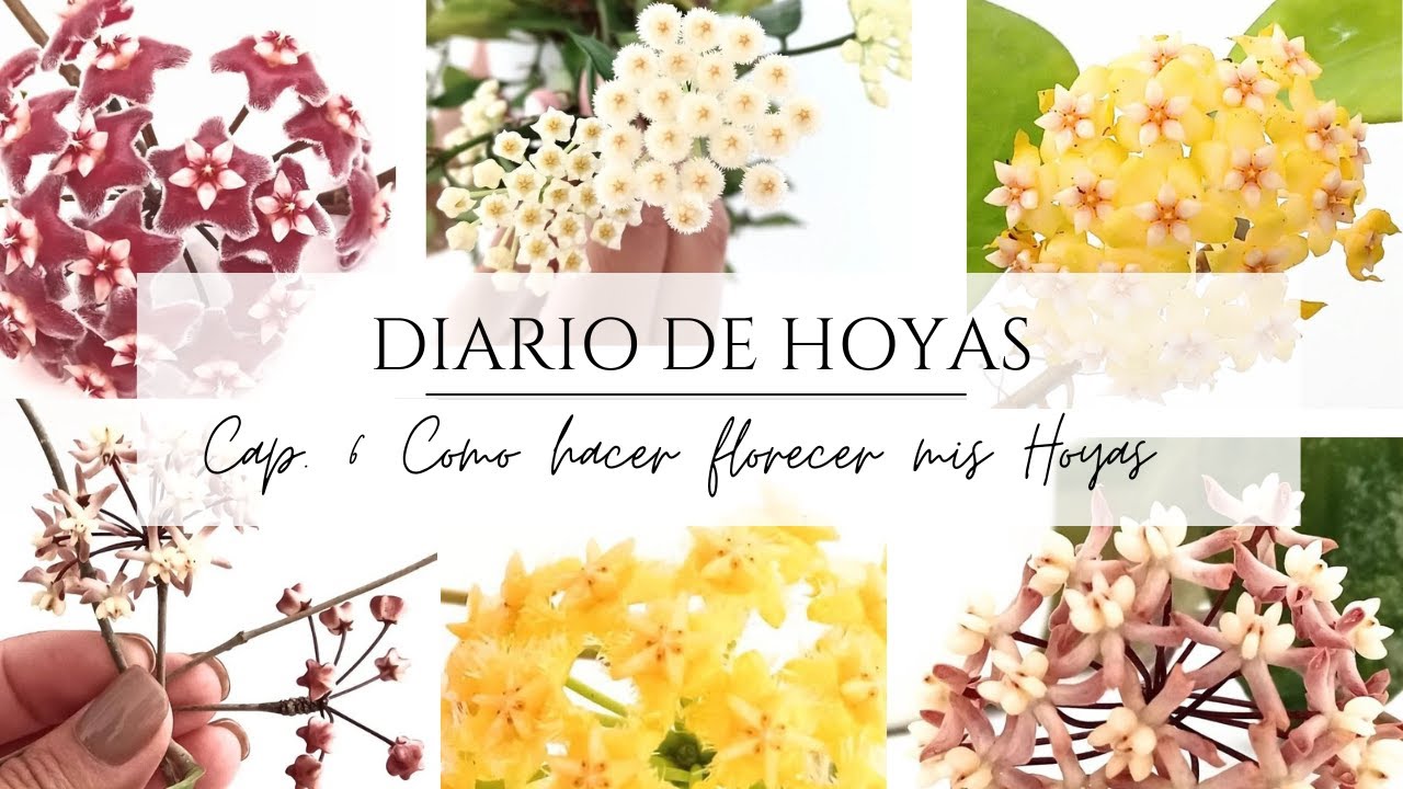 Cómo Hacer Florecer  mi Hoya