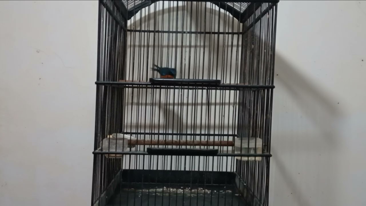 THE JAVAN BLUE FLYCATCHER | CYORNIS BANYUMAS | TLEDEKAN GUNUNG | LOKAL KALIBENING | FULL OREN