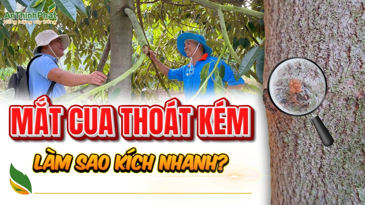 Mắt Cua Thoát Kém - Làm Sao Kích Nhanh | An Thịnh Phát