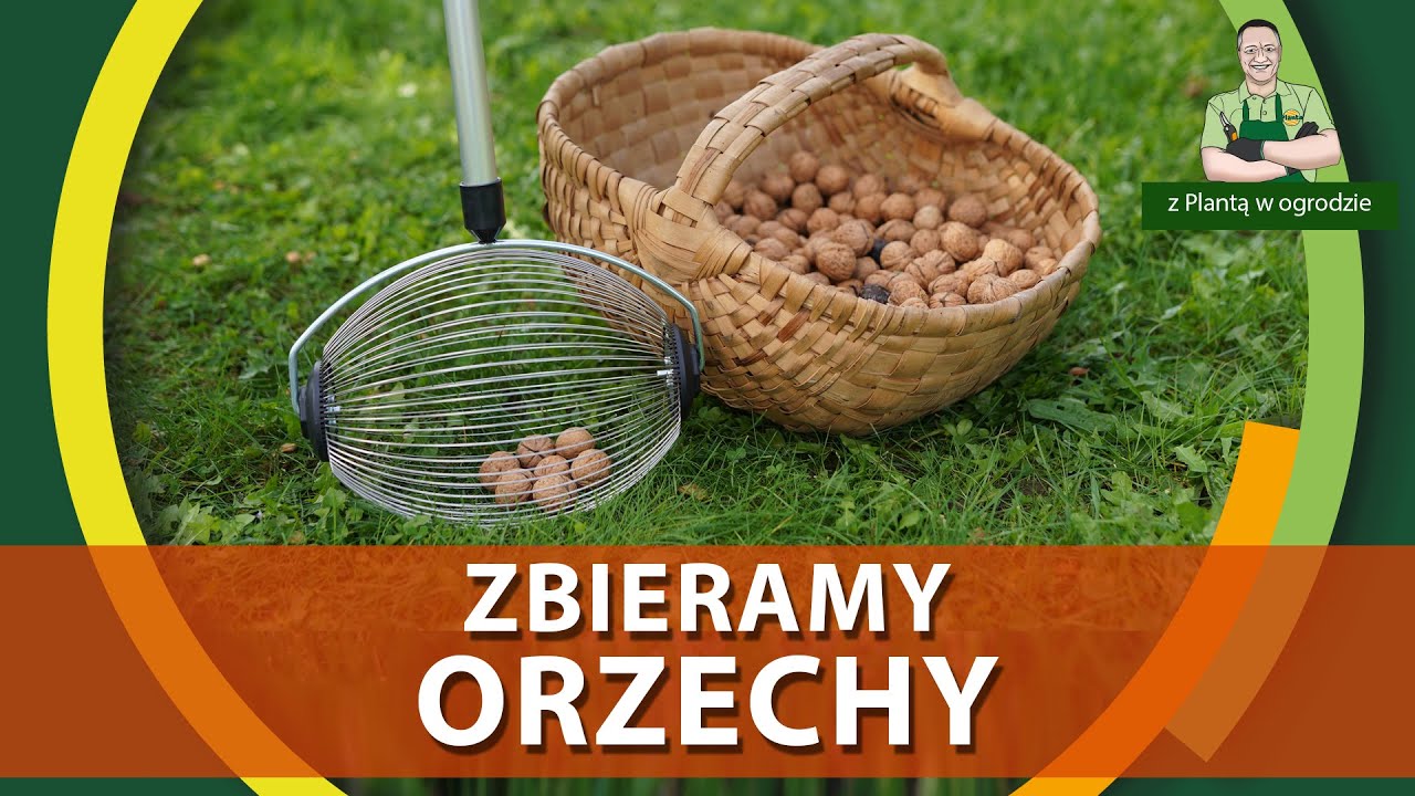 Jak zbierać i przechowywać orzechy - Z PLANTĄ W OGRODZIE