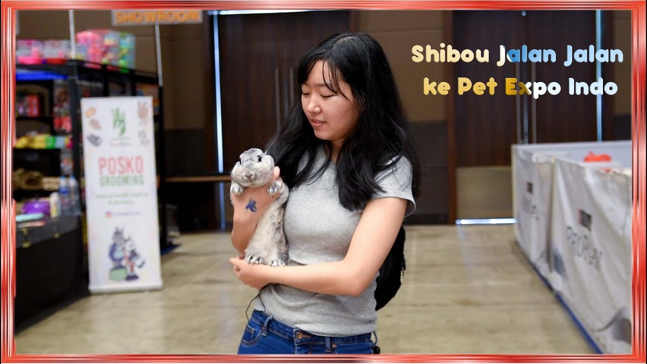 BELI BAJU KELINCI DI PET EXPO - ClairexShibou