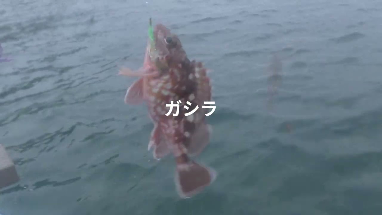 2026年2月15日香川県坂出沖タイサビキ