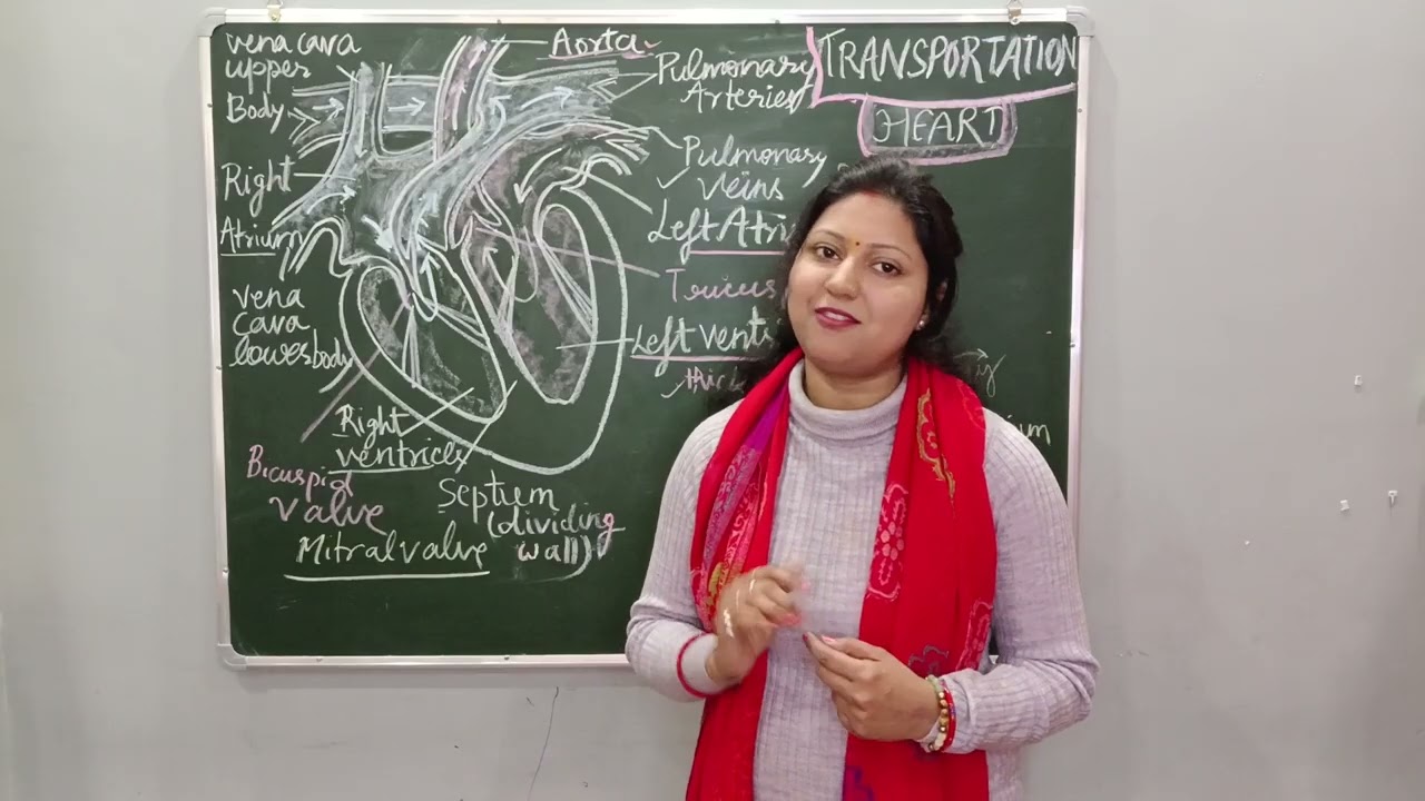 Heart| Transportation|NCERT 10thclass|Circulatory system #heart #exam  #mammasnestprayagraj 