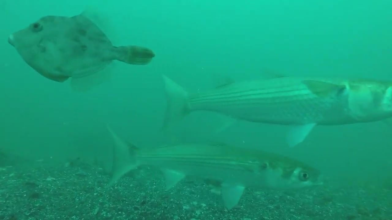 筏の上からGoPro落としてみると大量の魚が