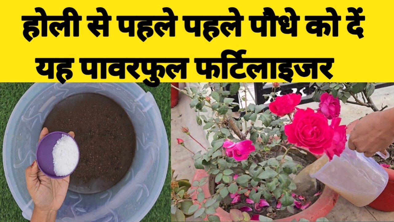 होली से पहले पहले पौधे को दें यह पावरफुल फर्टिलाइजर #fertilizer #garden