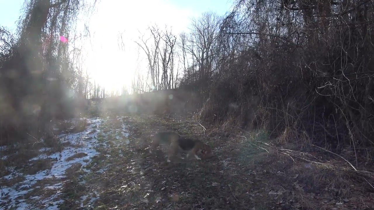 Skyview's Beagles Rabbit Hunting Christmas Eve 2025 Behind House Tower Road