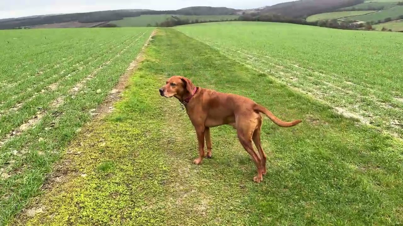 Quiet dog walk with Vizsla, countryside walk, no talking, pov walk, Hampshire hill walk, countryside