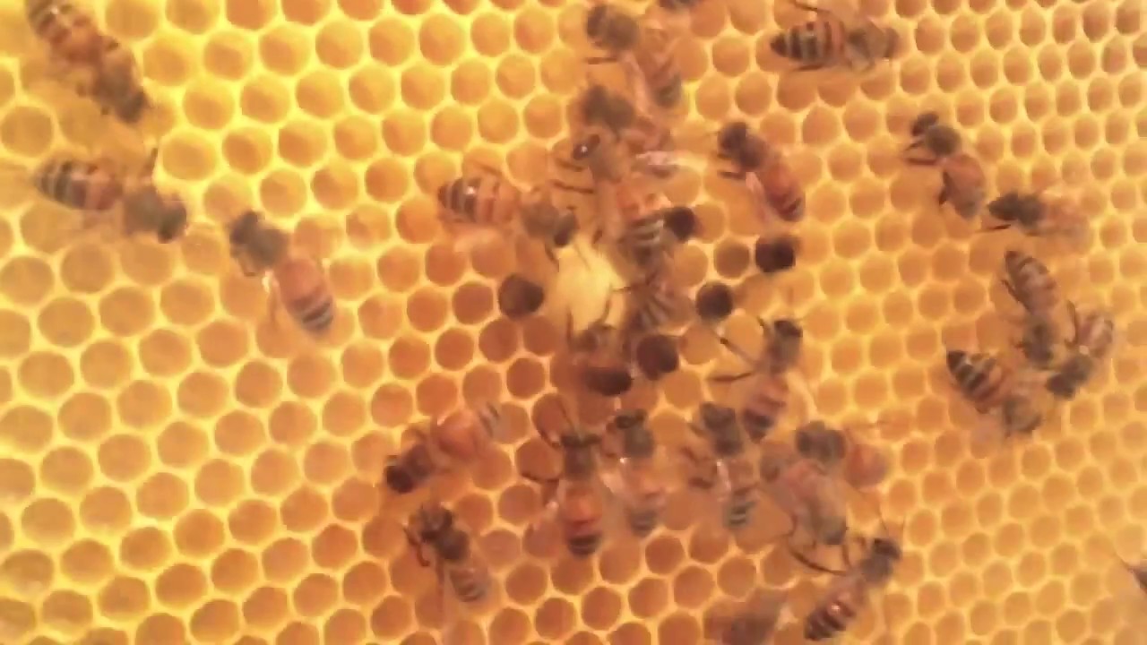 My DIY Observation Hive