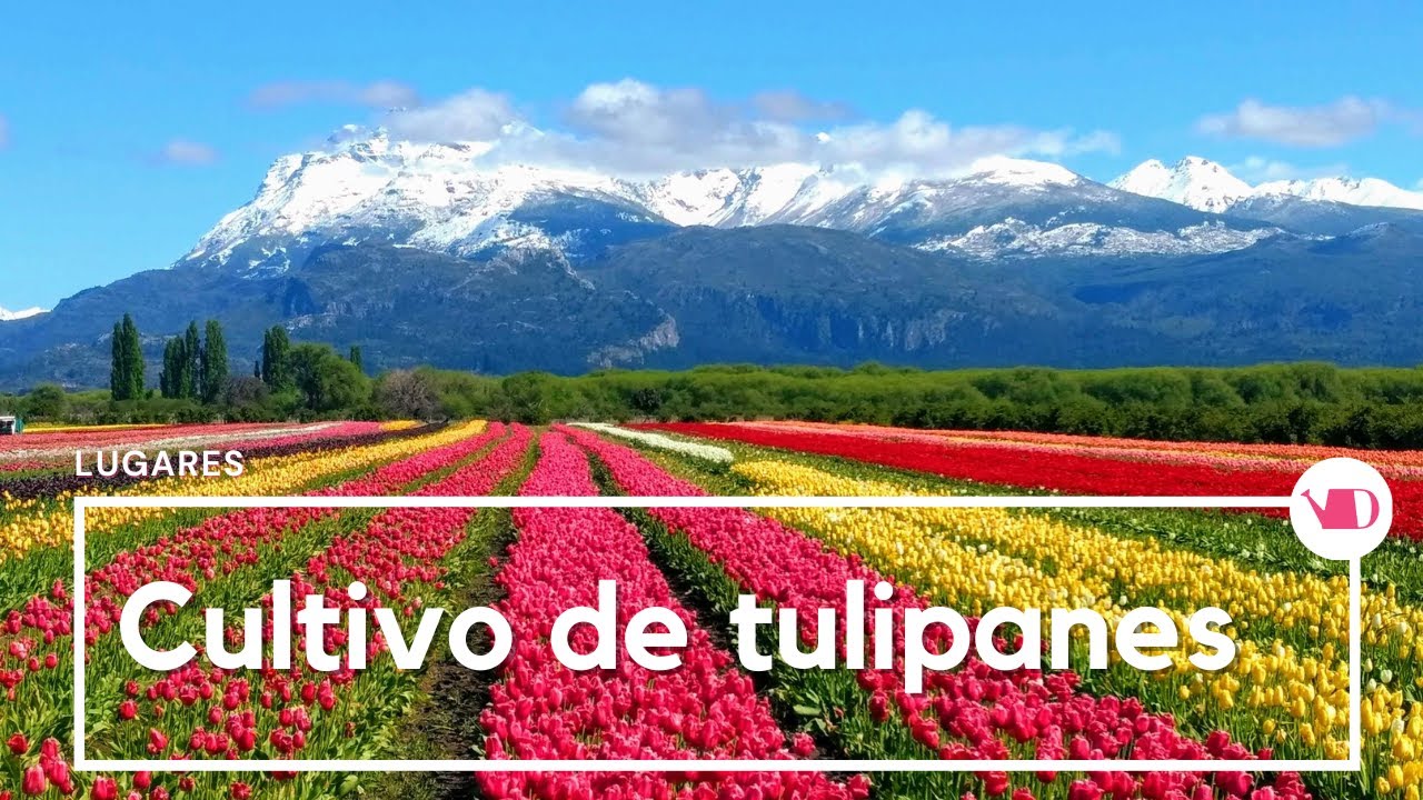 Cultivo de tulipanes en Argentina