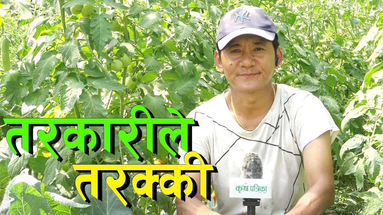 विदेश छाडी नेपालमै तरकारी खेती || Vegetable Farming in Nepal ||