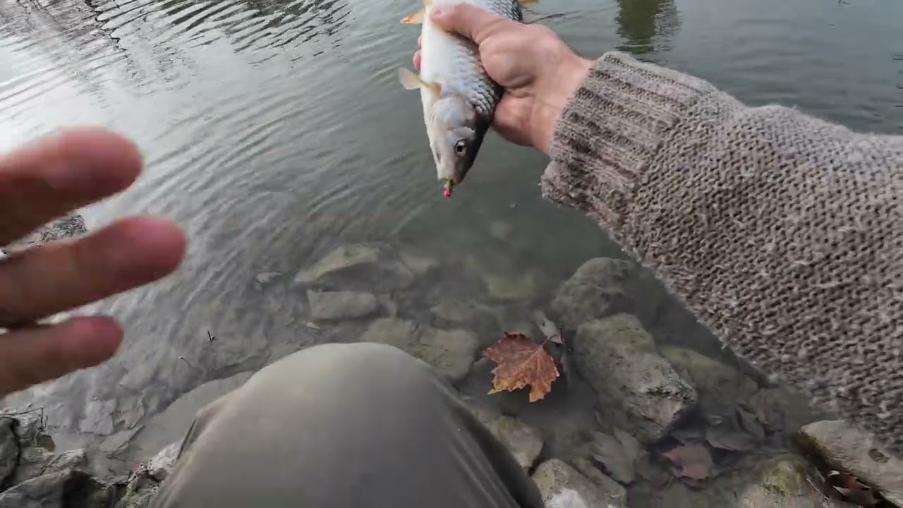 INSANE Autumn UL Fishing Action! 🎣 Perfect Weather, Active Fish & Light Tackle Fun