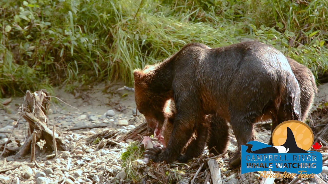 Grizzly Bear Tour | Campbell River Whale Watching and Adventure Tours