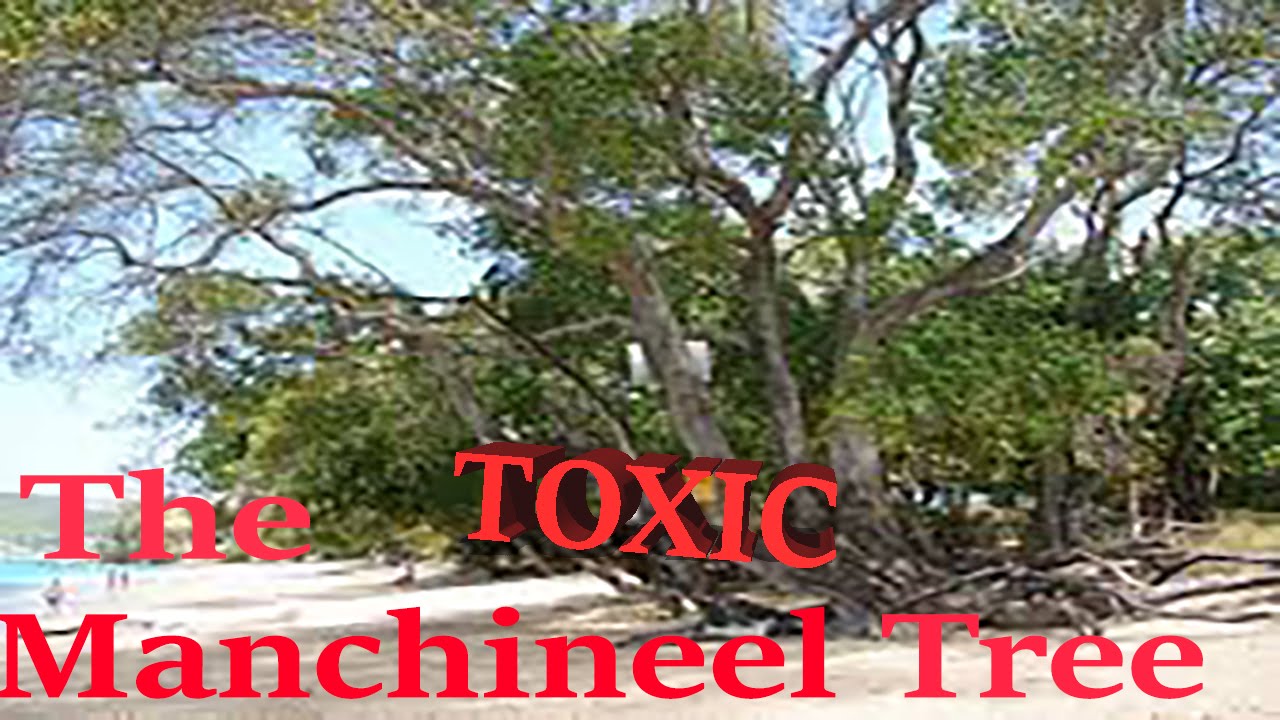 The TOXIC Manchineel Tree