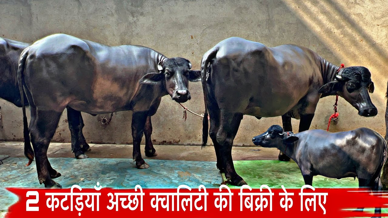 2 कटड़ियाँ बिक्री के लिये उपलब्ध साथ में ग्याबन अछै दूध रिकॉर्ड की अच्छी लाइन की #sale #murraha 