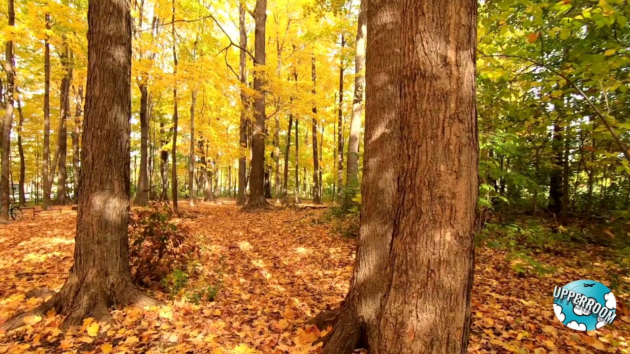 WALKING THROUGH FOREST DRY AUTUMN LEAVES | ASMR, Sounds of Footsteps, Crunchy Leaves