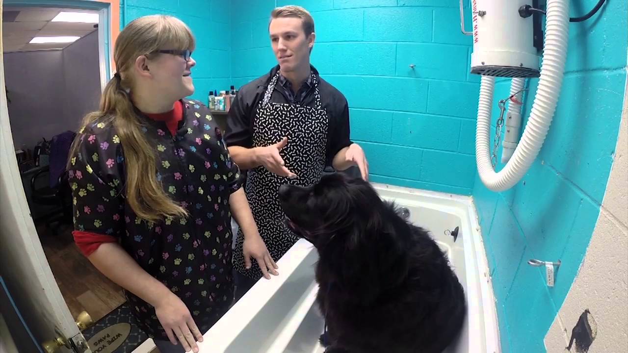 DAY IN THE LIFE DOG GROOMER