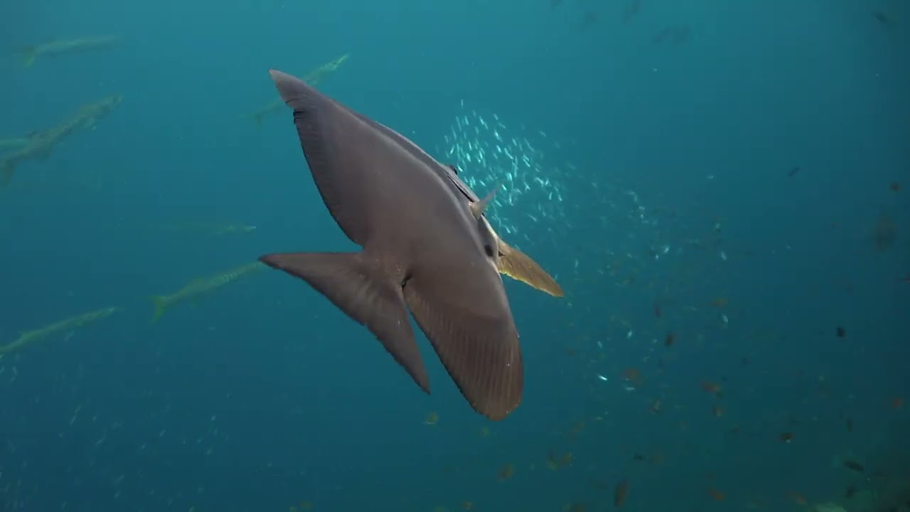 Diving Thailand Sail Rock 29 May 2023 Underwater video