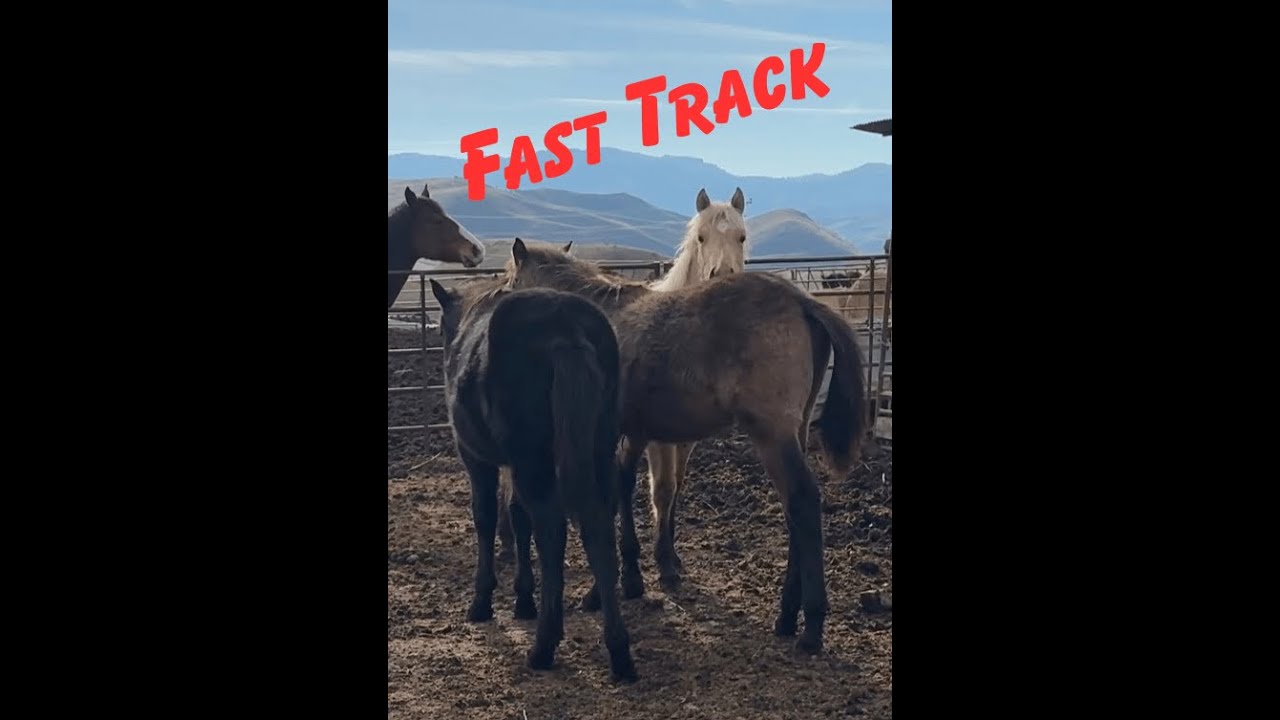 3 Colts on the Fast Track: 5 Days to Get Them Ready (5 Day Series)
