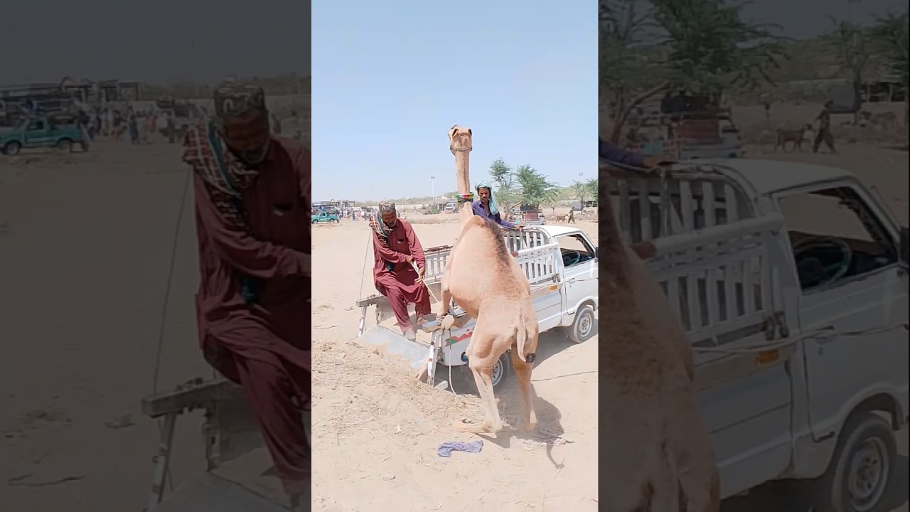 انحشرت قدم الجمل في السيارة، والناس يحاولون إخراجه