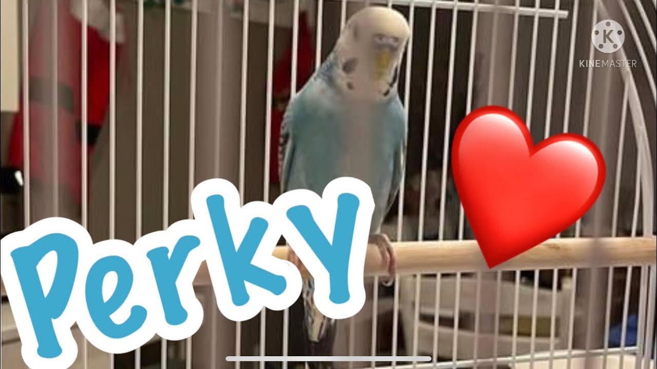 Getting our 1st Bird: Perky 🦜🐣 & “All Living Things Habitat/Bird Cage”