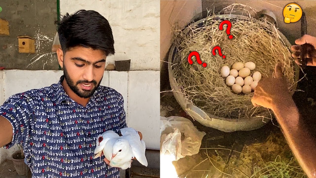 Murgi K Ande Ziada Kaise Hogaiy 😳