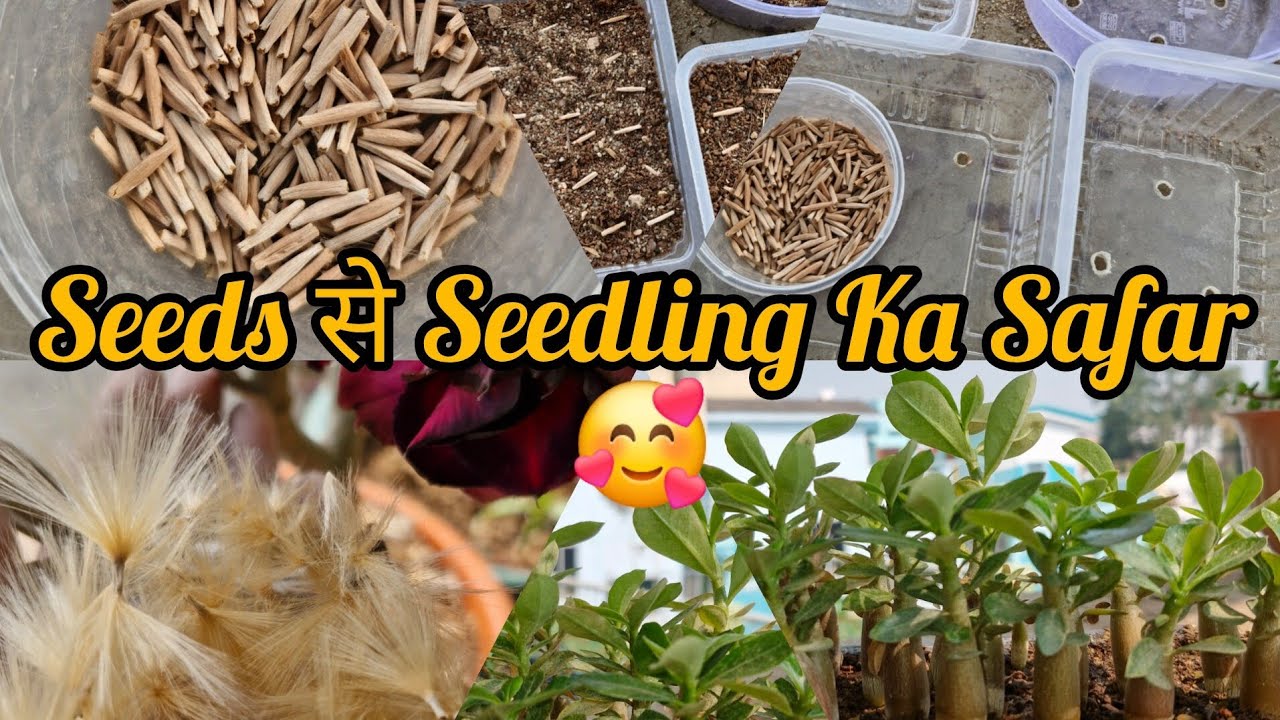 HOW TO GROW ADENIUM SEEDLING 🌱 FROM SEEDS IN SUMMER आइए अडेनियम के बीज से पौध तैयार करें 🙂