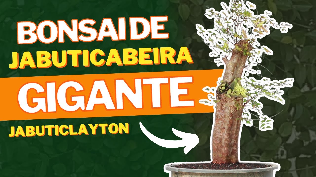 RESGATE JABUTICABEIRA GIGANTE PLANTADA NO CHÃO PARTE 2