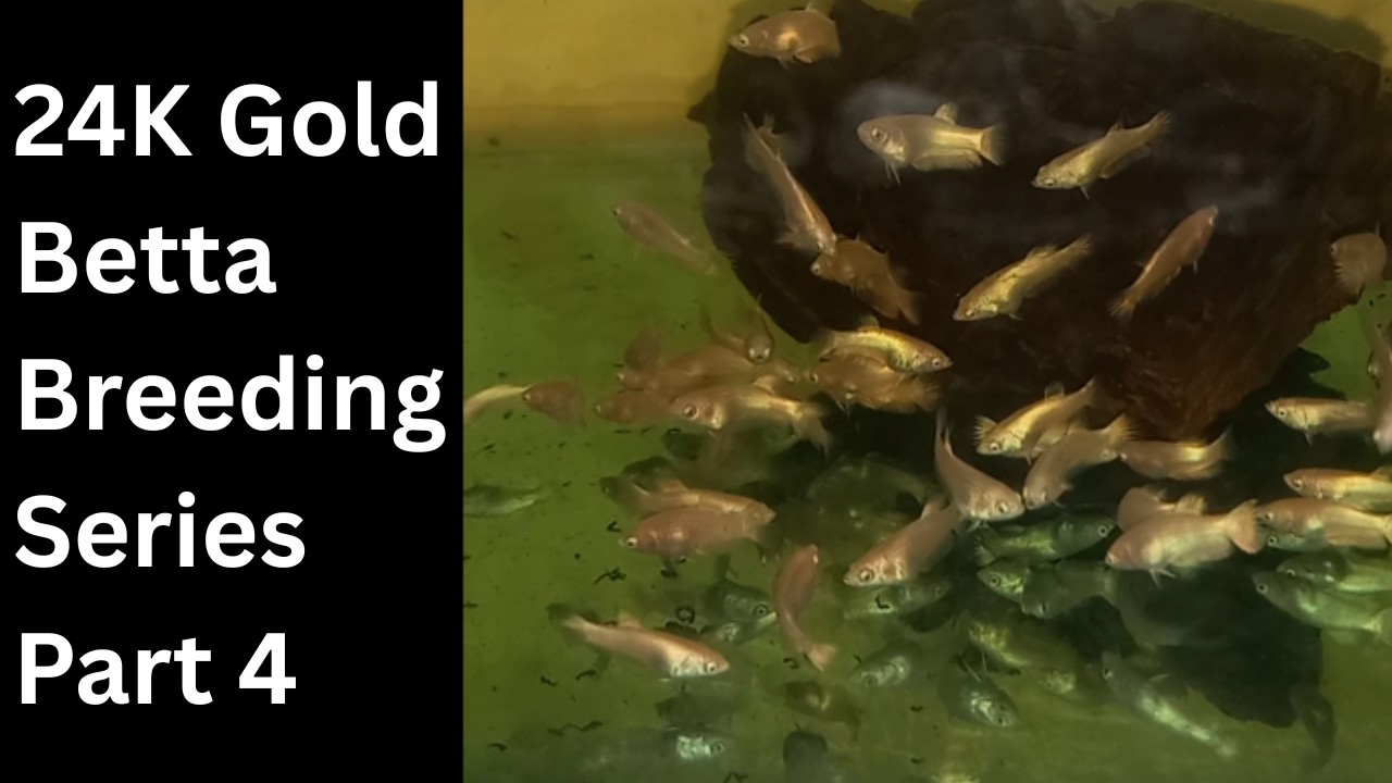 24K Gold Betta Fish Breeding Part (4) ရွှေရောင်တိုက်ငါးသားဖောက်နည်း အပိုင်း(၄)