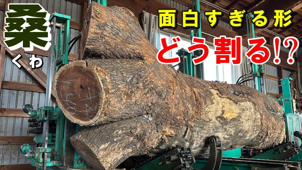 【製材ライブ】三股のクワ原木から、どんな一枚板がでてくるか？独特な色味と木目に注目！