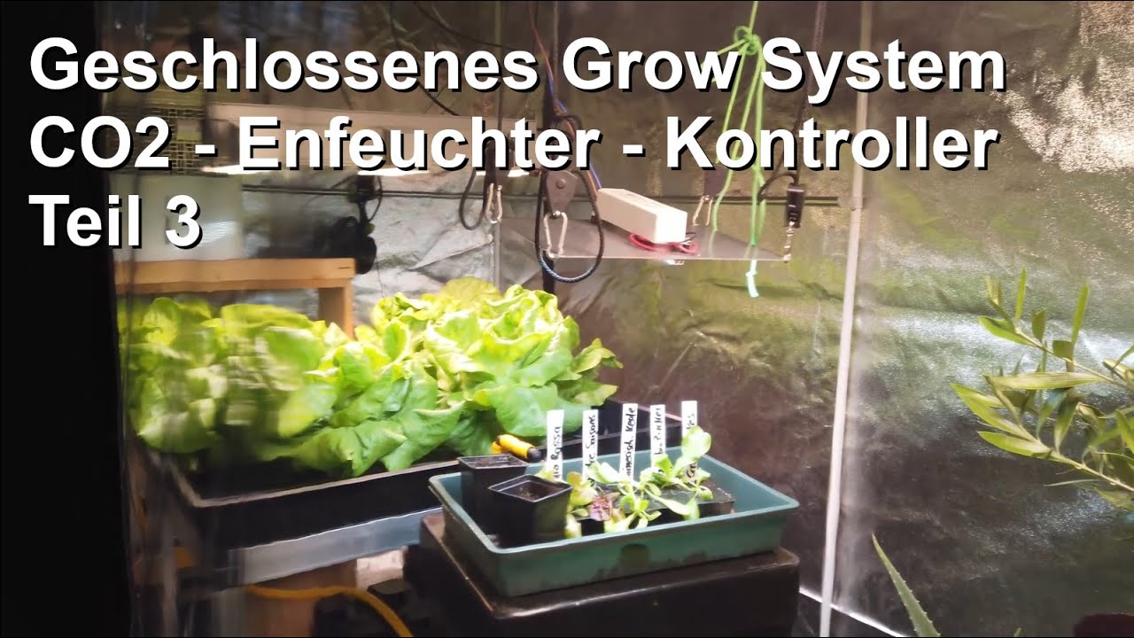 Geschlossenes Growsystem Teil 3