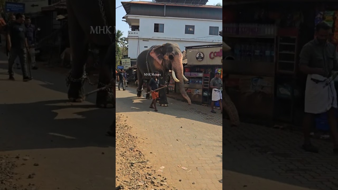 വാവന്നൂർ KOOTTANAD NERCHA 2026 | KOOTTANAD FEST 2026 | VAVANOOR CENTRE | കൂറ്റനാട് നേർച്ച #mhkmakers