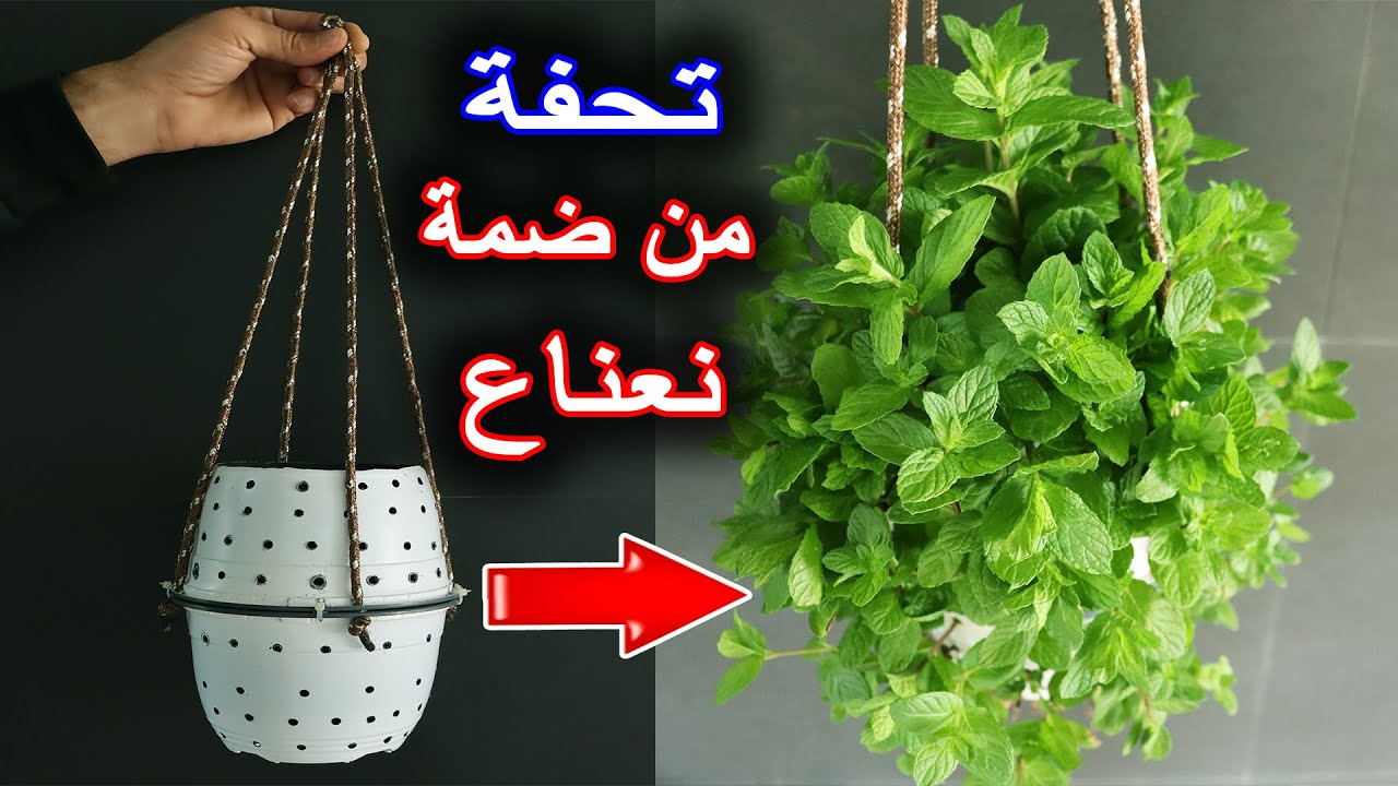 زراعة النعناع في المنزل