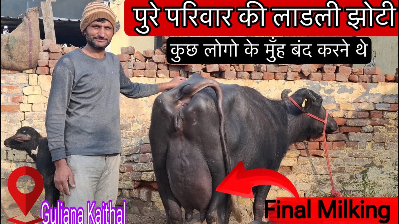 🛑 Final चुवाई। कुछ लोगों के मुँह बंद करने थे।📞972833428 दूध उम्मीद से अच्छा तोलेगी।