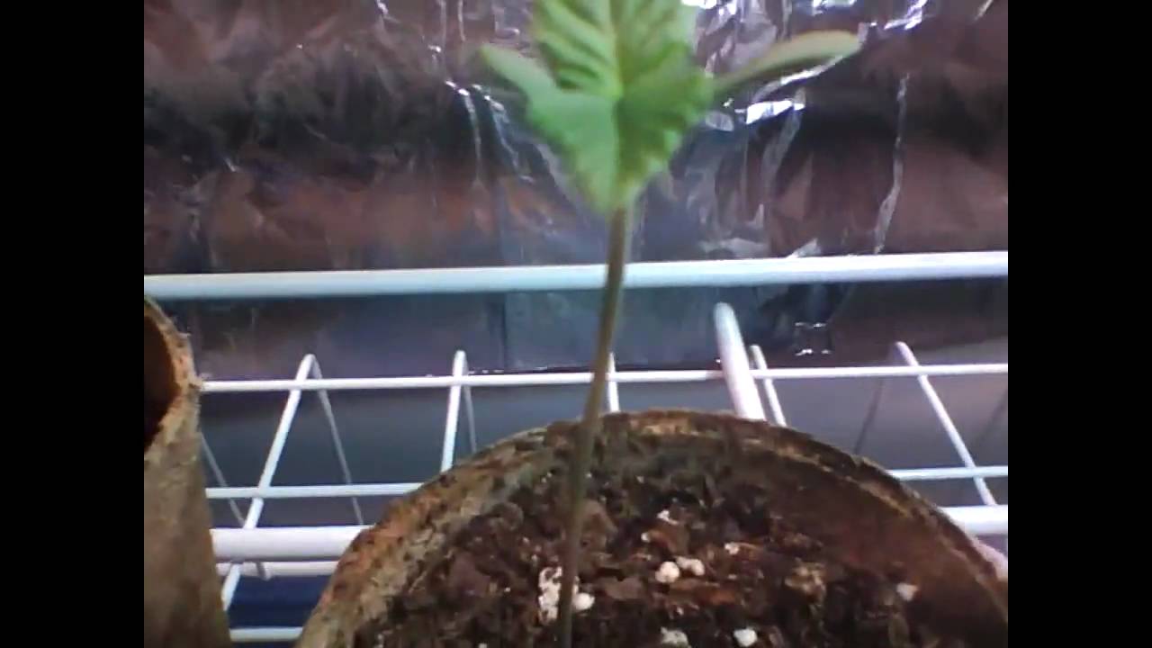 Growing some Lemon Skunk (Week 2 / Day 1)