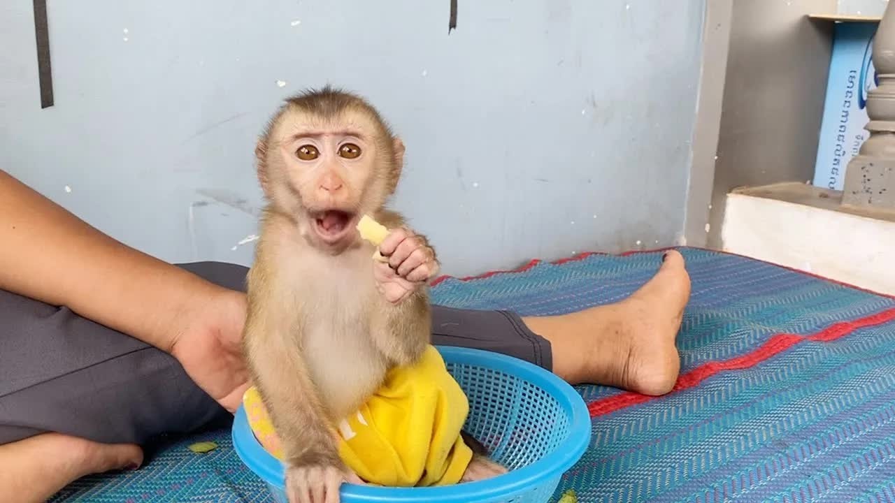 DAM Munching Crispy Young Mango Sound Delicious