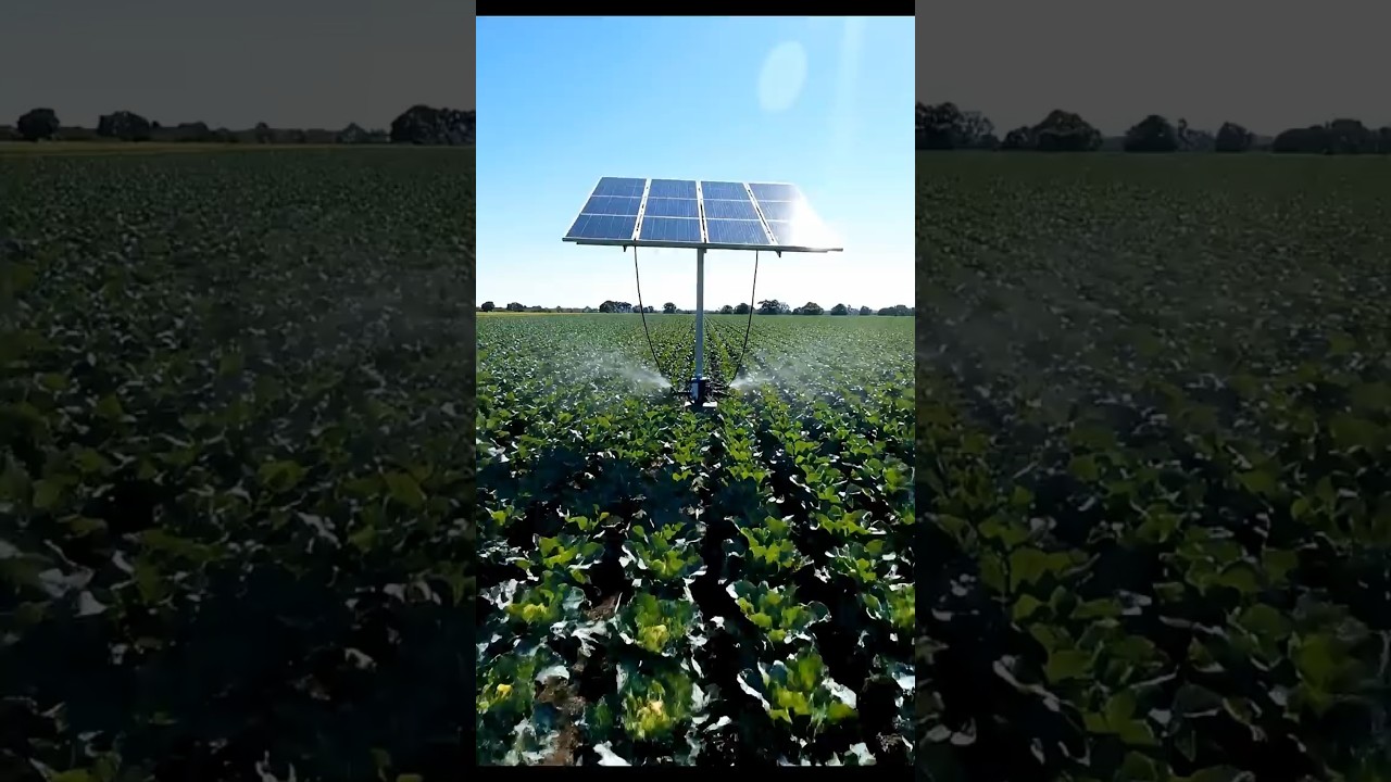Solar‑Powered Watering System in Action in a Cauliflower Field 🌞🥦